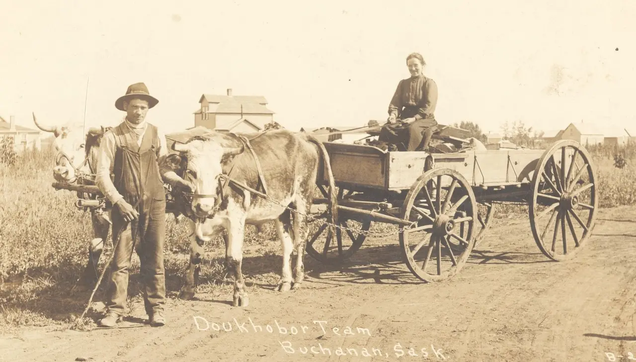 Doukhobor ox team and wagon, about 1910